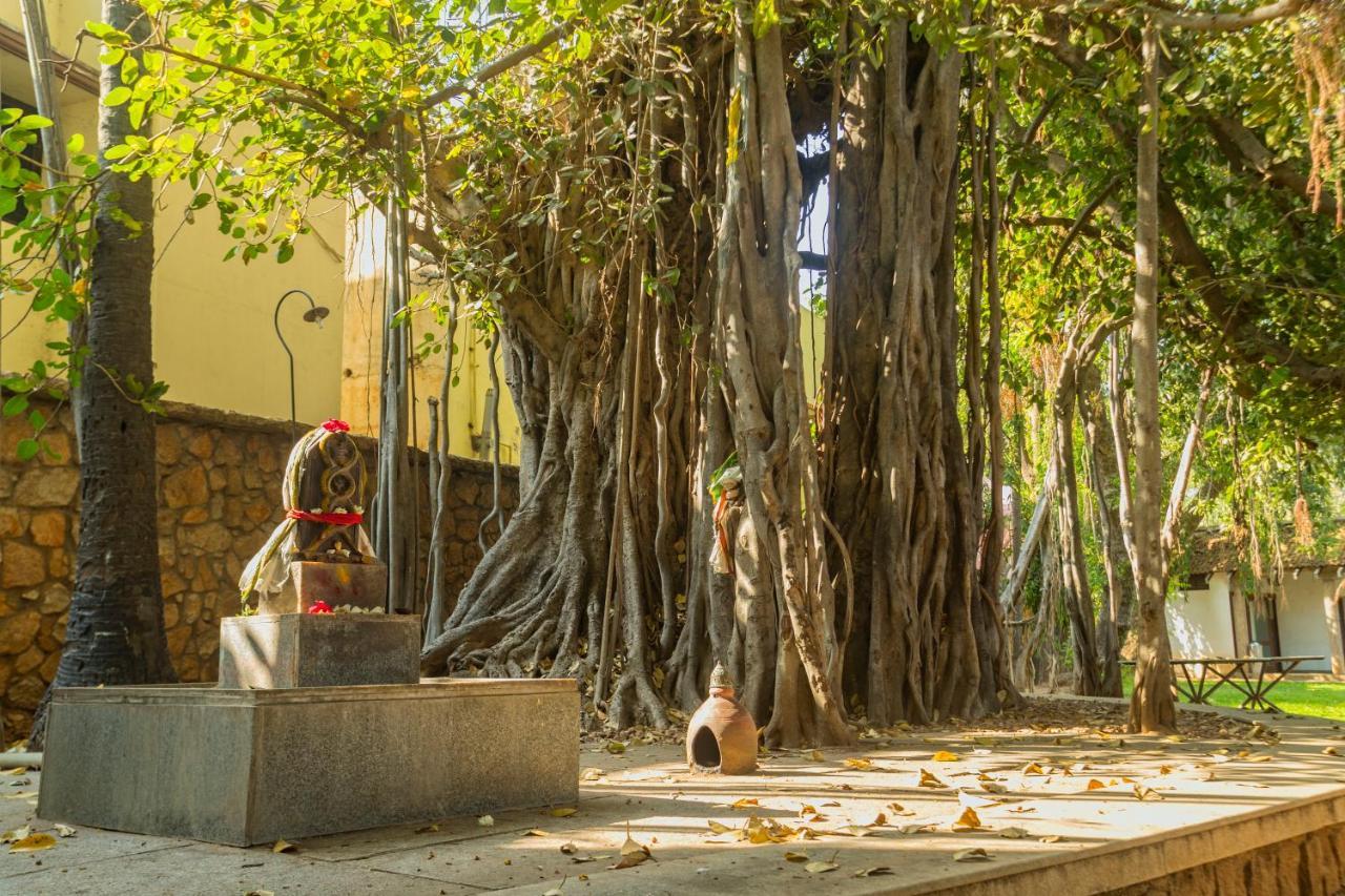 Heritage Madurai Exteriér fotografie The Banyan Tree at the University of Madras